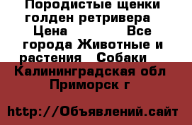 Породистые щенки голден ретривера › Цена ­ 25 000 - Все города Животные и растения » Собаки   . Калининградская обл.,Приморск г.